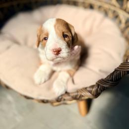 Pink - Caramel female Australian Labradoodle puppy in Calhoun, Louisiana from Arrowhead Australian Labradoodles