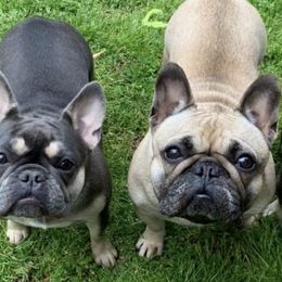 French Bulldogs from Royal Bulldog Productions