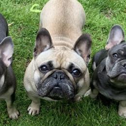 French Bulldogs from Royal Bulldog Productions