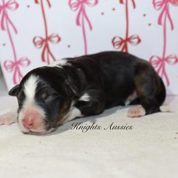 Snuggles - Black tri-color male Australian Shepherd puppy in Ceres, California from Knight's Aussies