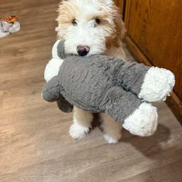 Bernedoodle, Goldendoodle, and Sheepadoodle Puppies from High Desert Doodles