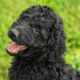 Mr Purple - Black male Goldendoodle puppy in New Caney, Texas from New Caney Doodles