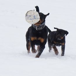 Pomsky, Rottweiler, Shetland Sheepdog, and Toy Shetland Sheepdog Puppies from Mountain High Kennels