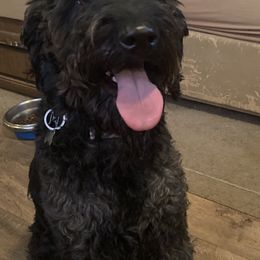 Gus - Labradoodle