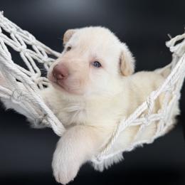 White female 1 - White female German Shepherd puppy in Lebanon County, Pennsylvania from Regalimage
