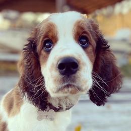 English Springer Spaniels from Blackberry Pond Springer Spaniels
