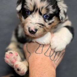 Australian Shepherd, Border Collie, Miniature American Shepherd, Miniature Australian Shepherd, and Toy Australian Shepherd Puppies from Aloe Aussies