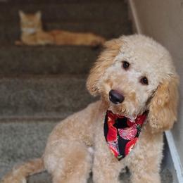 Snoop - Red  male Goldendoodle puppy in Cordova, Tennessee from TrueLine kennels