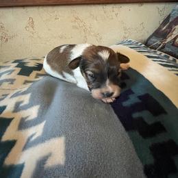 Boy  1 - Red white and sable male Papillon puppy in Glasford, Illinois from Sass*A*Frass Papillons