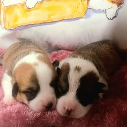 Girl 1 - Sable female Pembroke Welsh Corgi puppy in Easley, South Carolina from Black Thumb Homestead