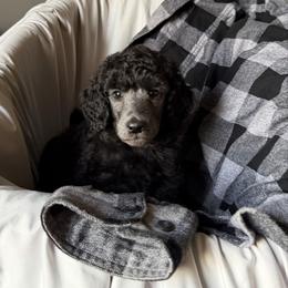 Boy 5 - Silver male Poodle puppy in State College, Pennsylvania from Brookside Standard Poodles