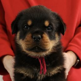 Rottweiler Puppies from Flusstal Rottweilers
