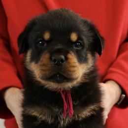 Rottweiler Puppies from Flusstal Rottweilers