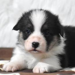Boston Terriers, French Bulldogs, Golden Retrievers, Labrador Retrievers, and Pembroke Welsh Corgis from Trigger Time Kennels