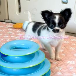 Pepper - Black and white female Chihuahua puppy in Anderson, South Carolina from Lil Treasures Chihuahuas