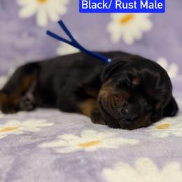 Blue Collar - Black and rust male Doberman Pinscher puppy in Lake City, Florida from Paintedcrazy Doberman Pinchers