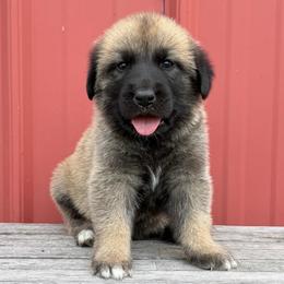 Girl 1 Dakota purple collar Sable - Fawn female Anatolian Pyrenees puppy in Clifton, Illinois from Mcginnis Guardian Dogs