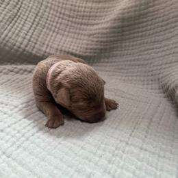 Pink collar - Silver female Dilute Retriever puppy in Valley Center, California from Stunning Silver Bullets Labradors