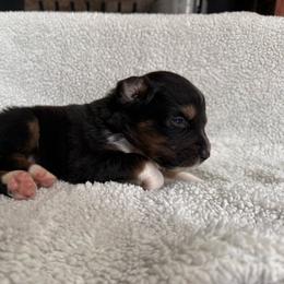 Amour - Black tri-color male Australian Shepherd puppy in Yadkinville, North Carolina from Gold Leaf Farm & Kennels