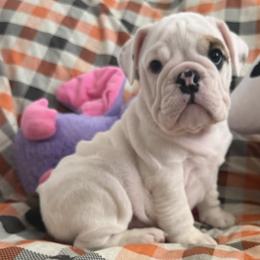 Bulldog puppies from Bliss Bulldogs
