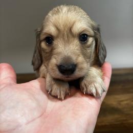 Walter - Cream male Dachshund puppy in White Cloud, Michigan from MI Dachshunds