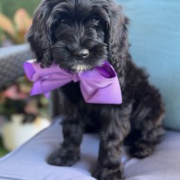 Mavis - Black female Goldendoodle puppy in Miami Dade County, Florida from Doodle Lovers
