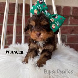 Prancer - Chocolate female Cavapoo puppy in Herriman, Utah from Gypsi Doodles & Poodles LLC.