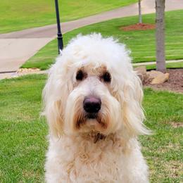 Goldendoodle puppies from Elite Goldendoodles and Bernedoodles