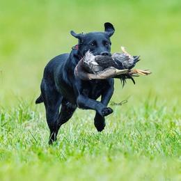 Raven - Labrador Retriever