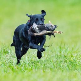 Raven - Labrador Retriever