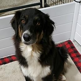 Australian Shepherds from Texas Rose's Aussies