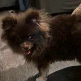 Angel - Pomeranian