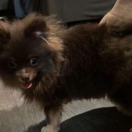Angel - Pomeranian