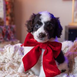 Esmé - Brown and white female Aussiedoodle puppy in Redding, California from Farmstead Doodles