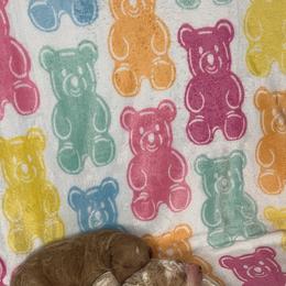Girl 2 - Cream female Goldendoodle puppy in Jacksonville, North Carolina from A1 Designer Pups and More