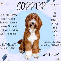 Copper - Goldendoodle