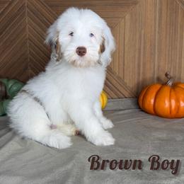 Brown boy - Chocolate merle male Bernedoodle puppy in Modesto, California from Two Doods Doodles
