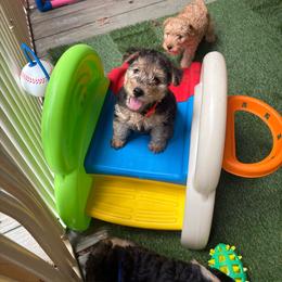 Hamilton - Grizzle male Lakeland Terrier puppy in Mebane, North Carolina from Hi-Kel Terrydale Lakeland Terriers and Terrydale HK Airedales & Norfolk Terriers