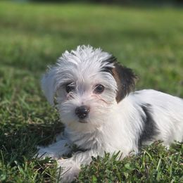 Zane - Parti male Yorkshire Terrier puppy in Diamondhead, Mississippi from Jazzy Puppy Palace