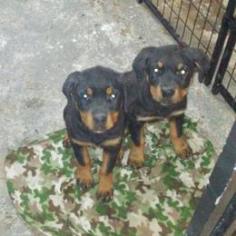 Rottweiler Puppies from Gregory Mulkey's Rottweilers