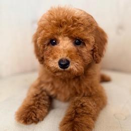 Rumi - Red female Cavapoo puppy in Preston, Idaho from Rocking JH Pup Co
