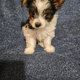 Yorkshire Terrier Puppies from Linda Hjelm