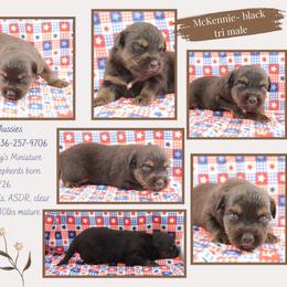 McKinnie - Black tri male Miniature Australian Shepherd puppy in Asheboro, North Carolina from Stellar Aussies