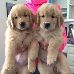 Golden Retriever Puppies from ElkCreek Golden Retrievers
