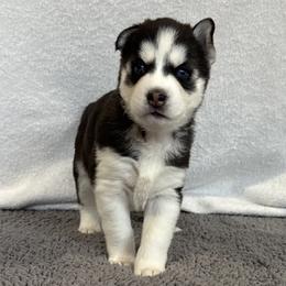 Bailey (Orange) - Black and white female Siberian Husky puppy in Ellijay, Georgia from Appalachian Siberians LLC