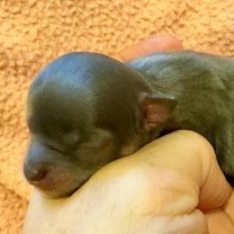 Girl 3 - Blue and white female Chihuahua puppy in Brooklyn, Connecticut from Ladybug Chihuahuas