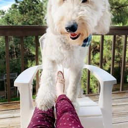 Goldendoodle All Grown Up from Black Forest Doodles