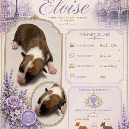 American Corgi Puppies from London Bridge Corgis