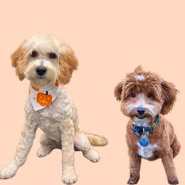 Goldendoodle puppies from Lauralyn's Goldendoodles