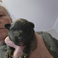 Layla - Fawn and black female Belgian Tervuren puppy in Pierceton, Tennessee from Gallery's Belgian Tervurens